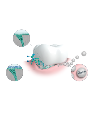 elmex Zahndiagramm