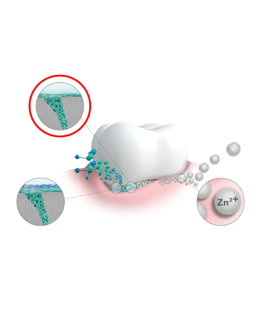 elmex Zahndiagramm