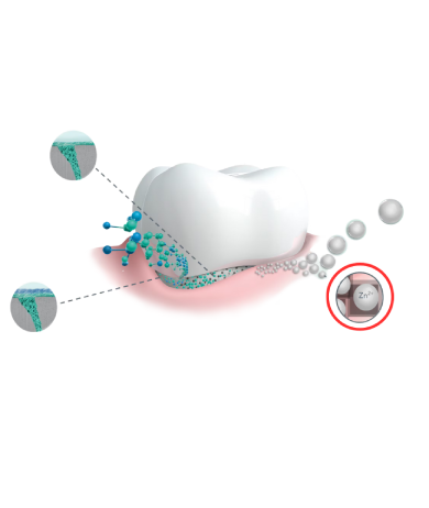 elmex Zahndiagramm