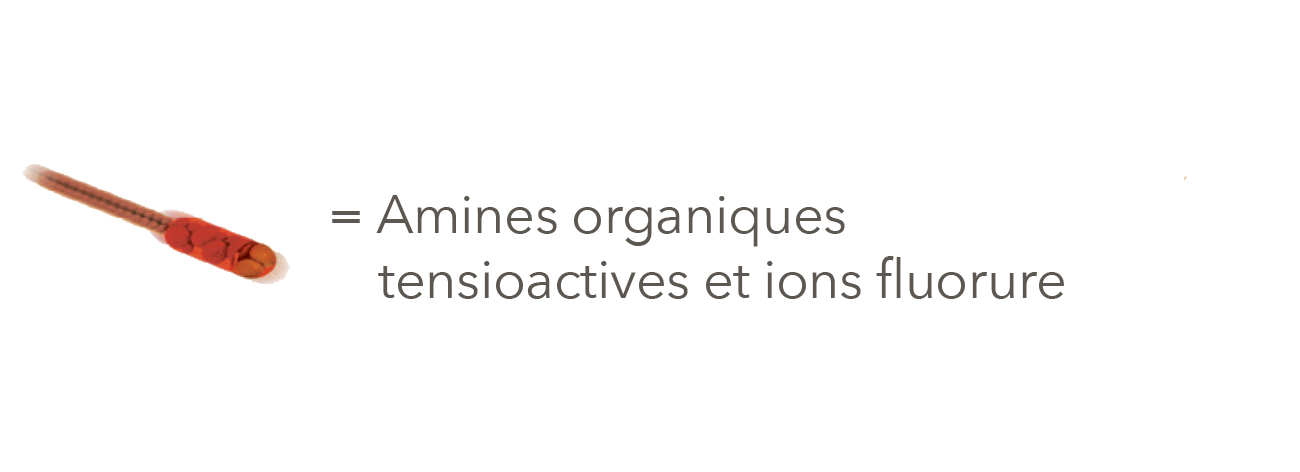 Amines organiques tensioactives et ions fluorure