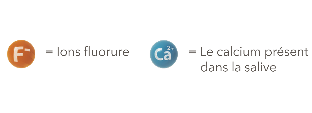 lons fluorure & le calcium présent dans la salive