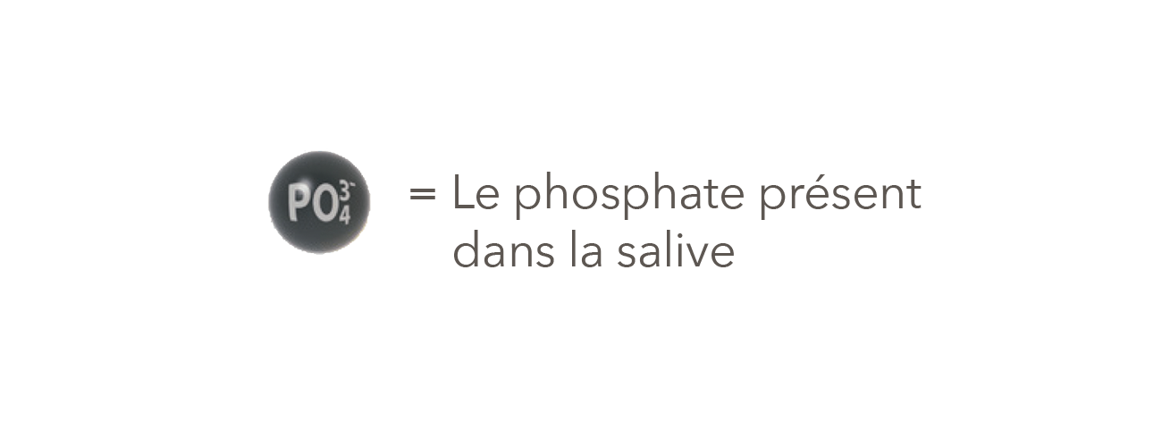 Le phosphate présent dans la salive