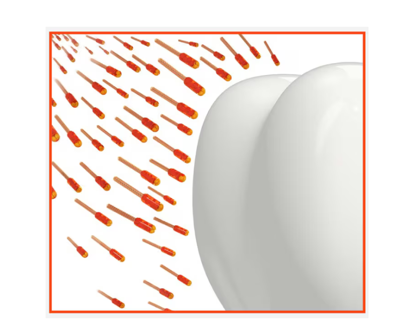 Illustration des dents et des germes 